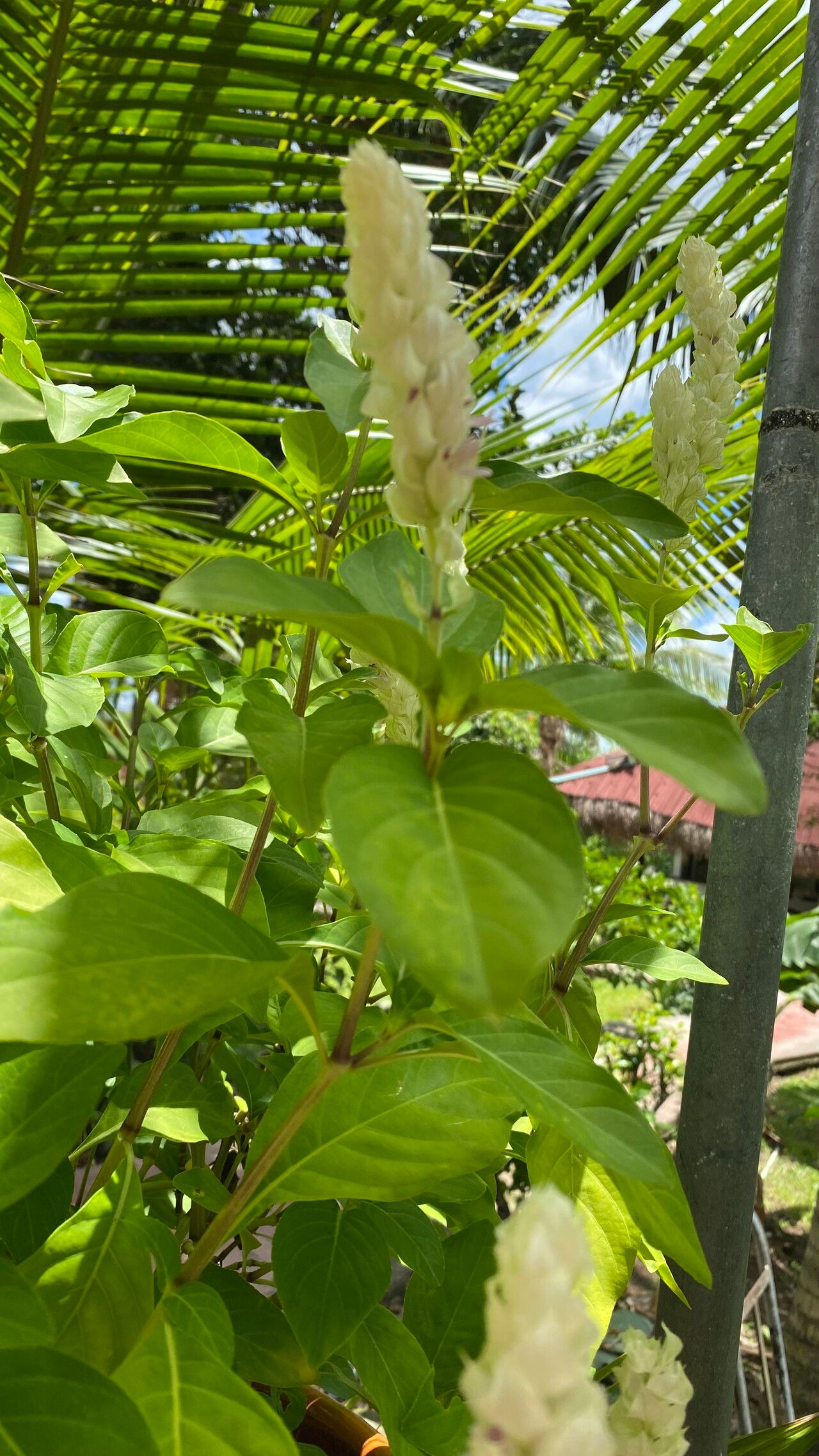 Nicoteba betonica leaf