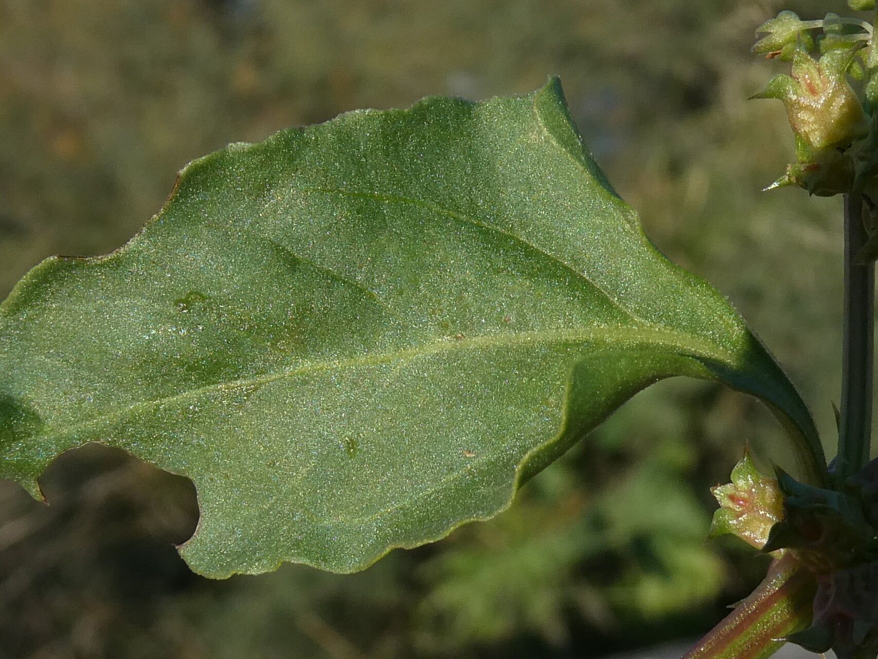 Rumex spinosus leaf