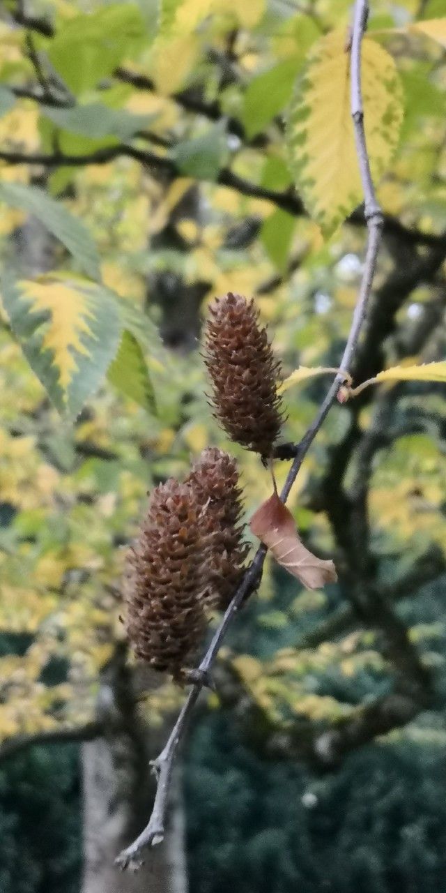 Betula papyrifera fruit