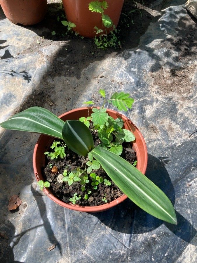 Hippeastrum reticulatum — search result for 'Hippeastrum'