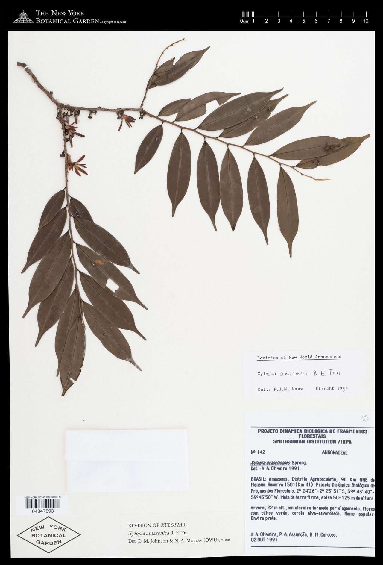 Xylopia amazonica fruit