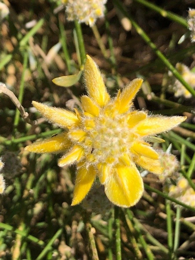 Genista umbellata flower