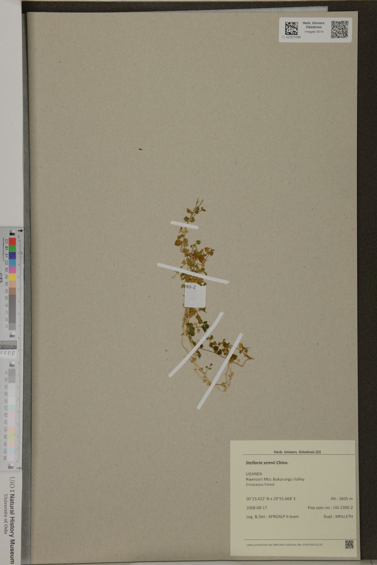 Stellaria sennii — search result for 'Stellaria'