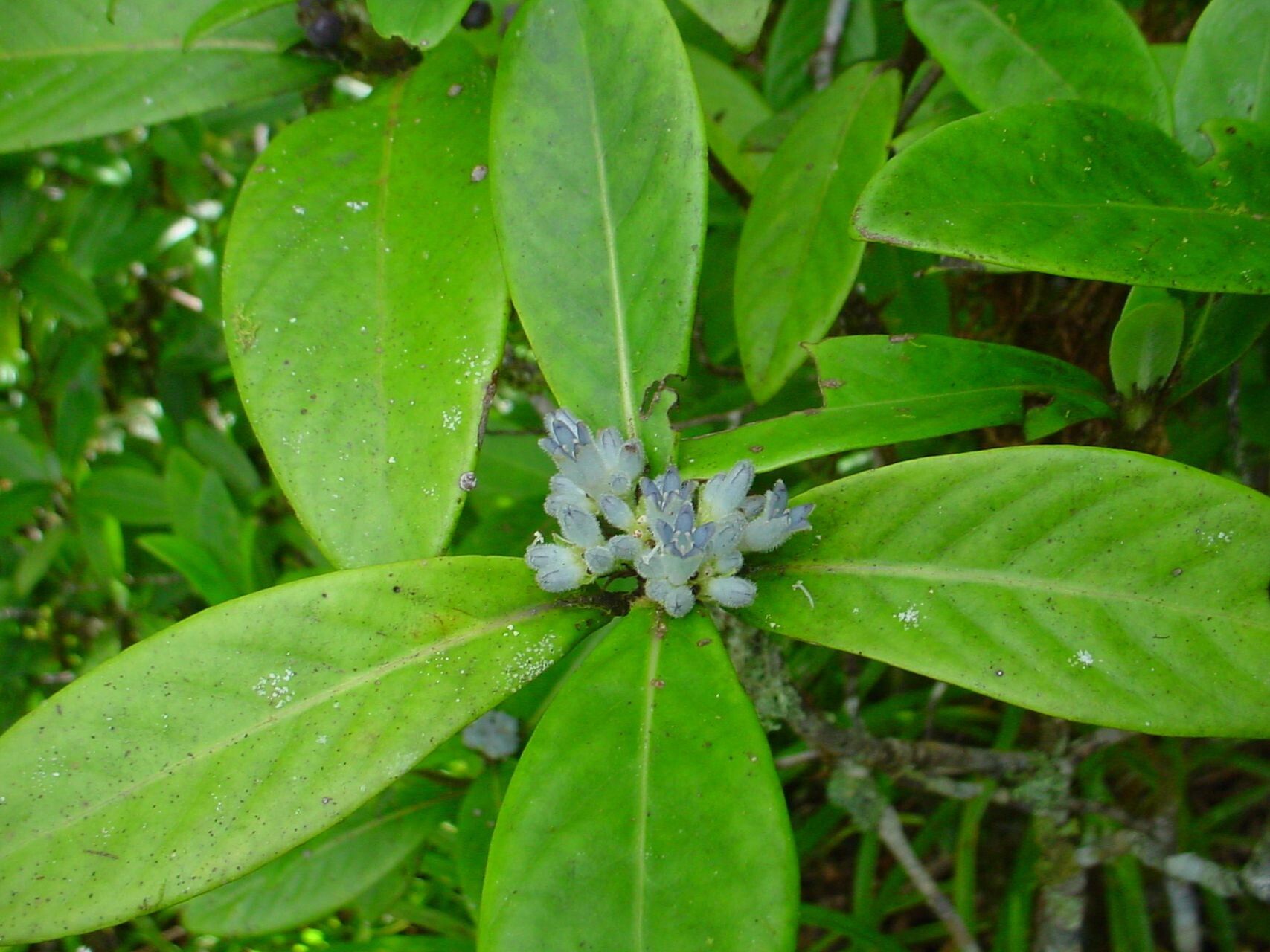 Psychotria balansae flower