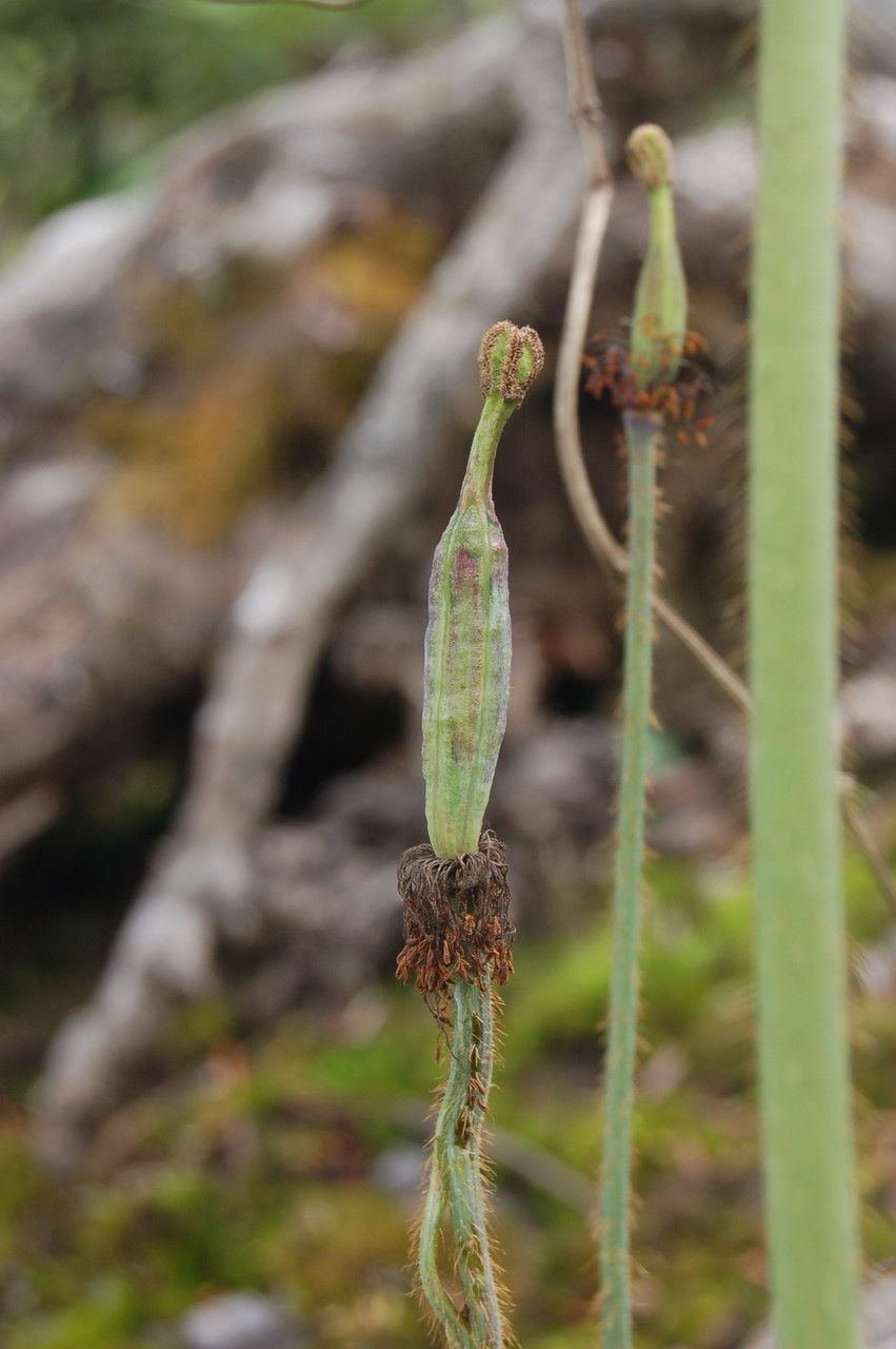 Meconopsis simplicifolia fruit