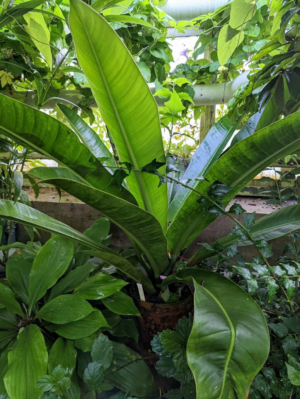 Philodendron insigne habit