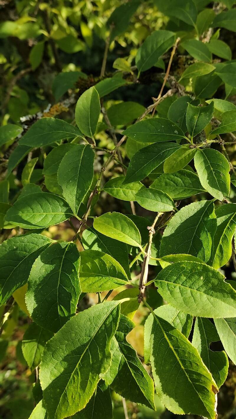 Euonymus phellomanus leaf