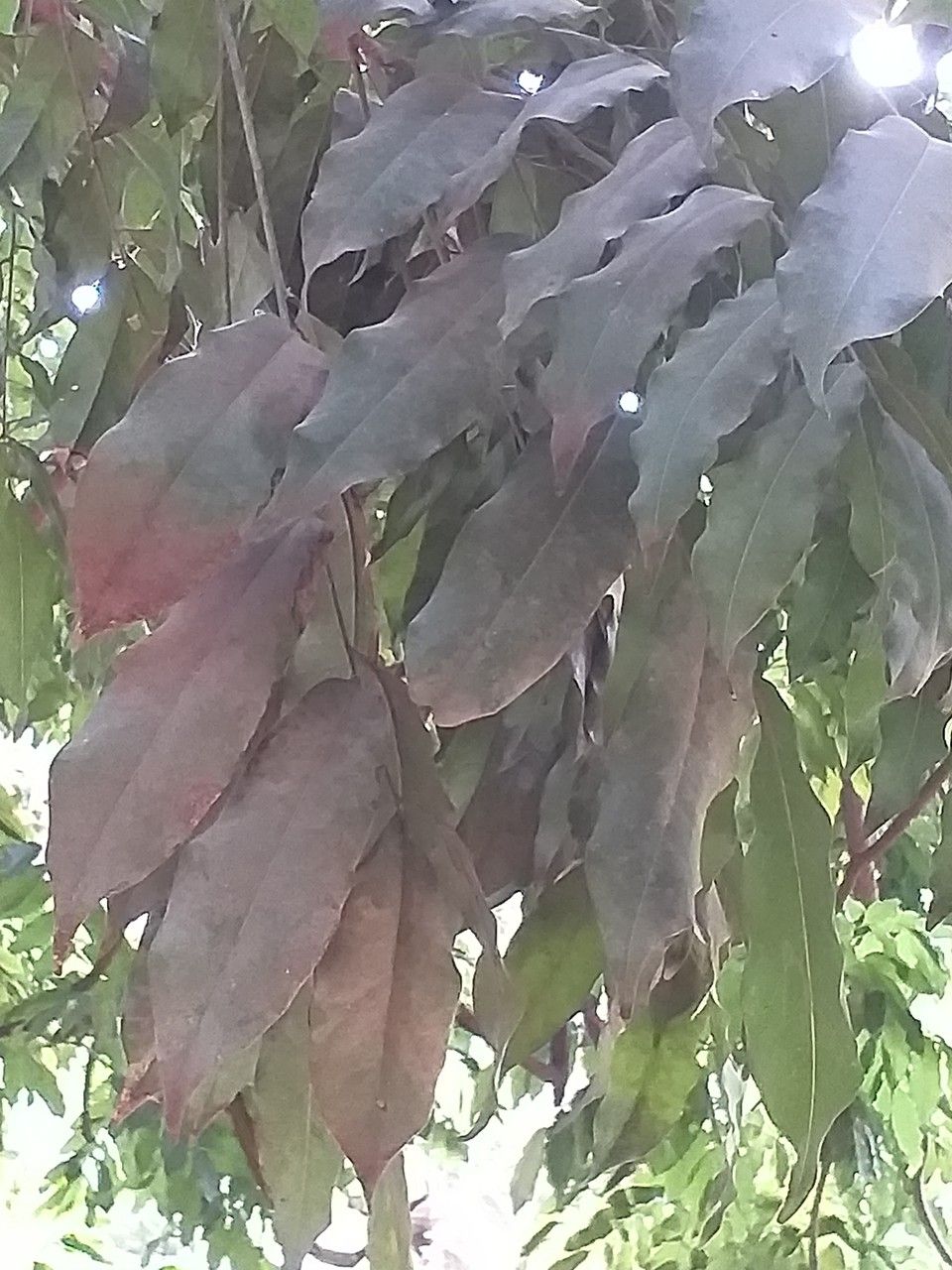 Castanospermum australe leaf