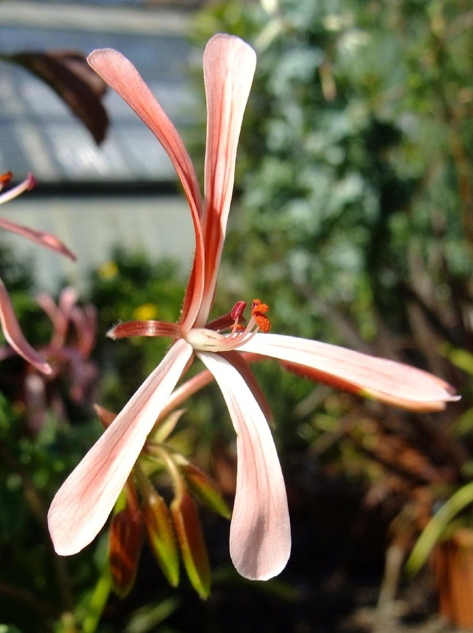 Pelargonium acetosum flower