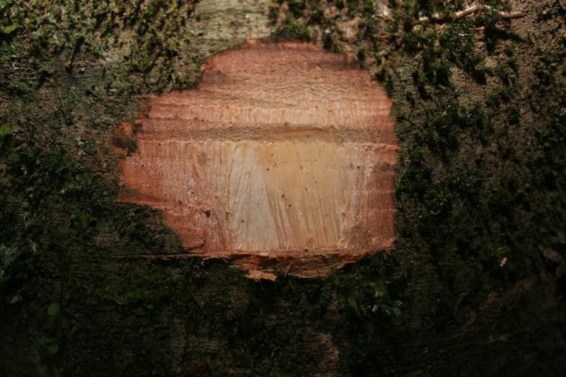 Protium apiculatum other