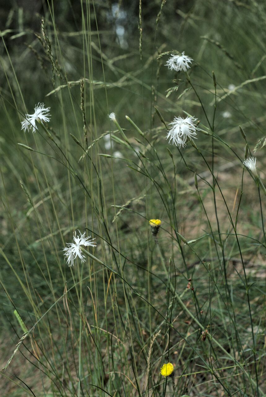 Dianthus arenarius habit