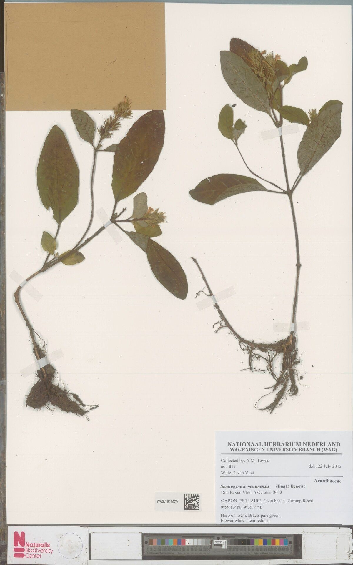 Staurogyne kamerunensis — related species from the same genus