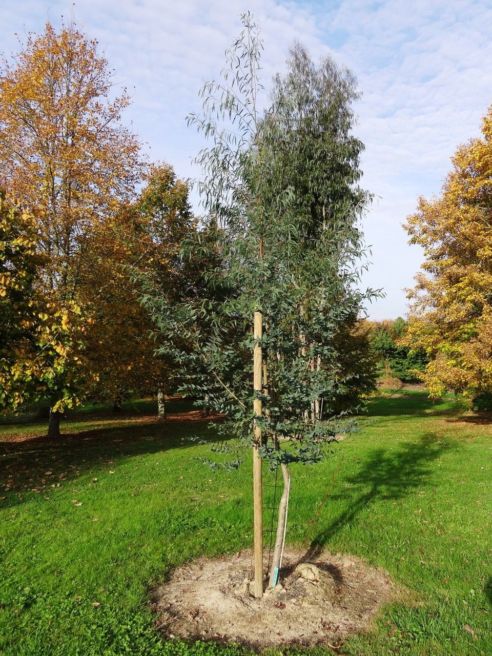 Eucalyptus coccifera habit