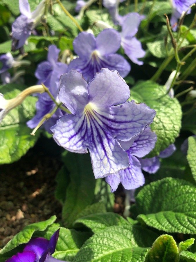 Streptocarpus saxorum flower