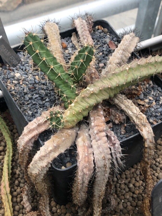 Echinocereus berlandieri — search result for 'Echinocereus'