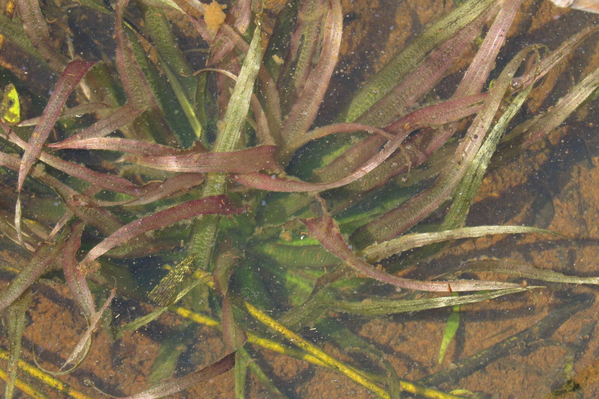 Blyxa aubertii — related species from the same genus