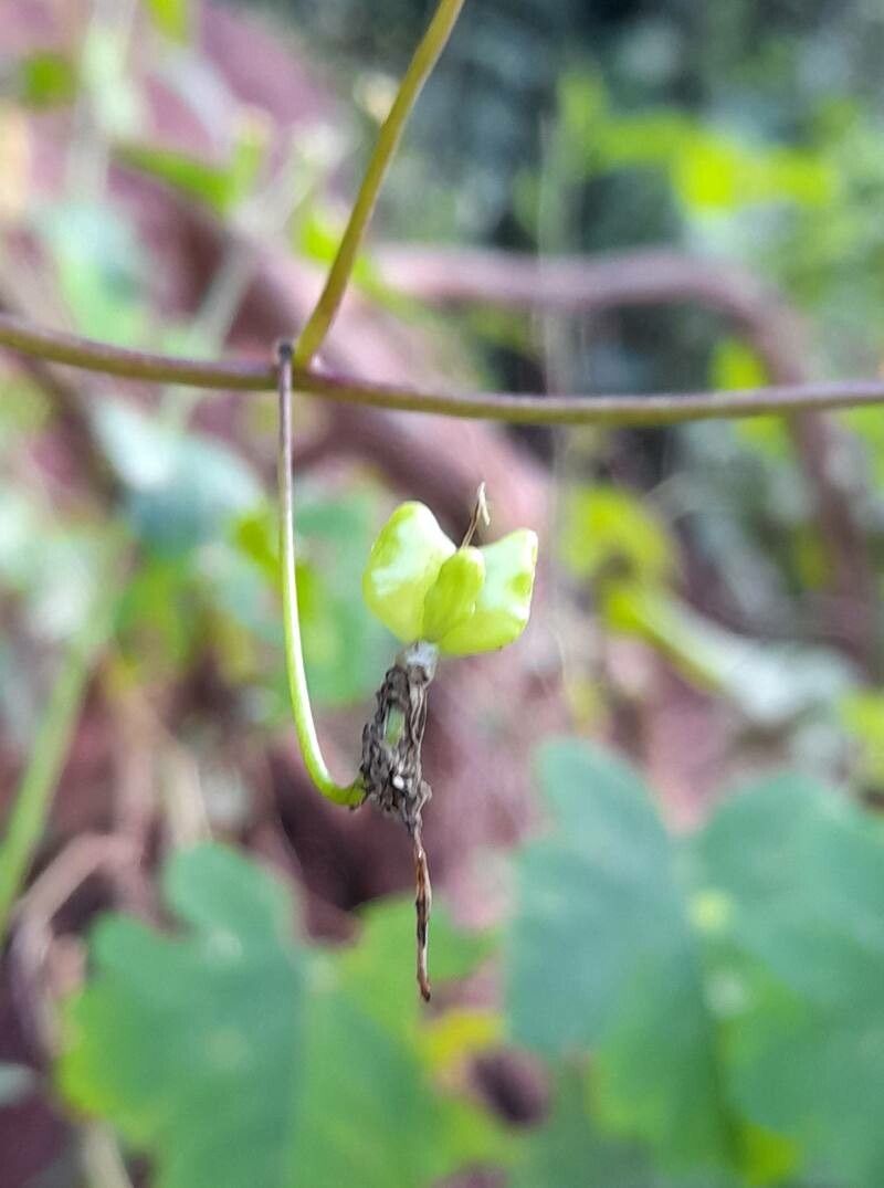 Tropaeolum capillare fruit