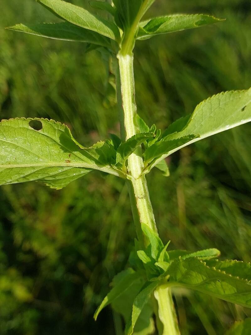 Scrophularia umbrosa — search result for 'Scrophularia'