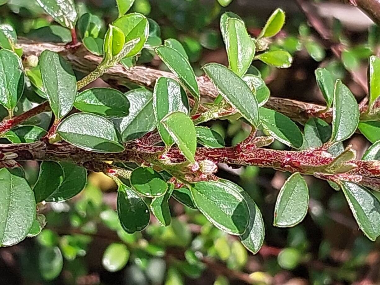 Cotoneaster nitidus leaf