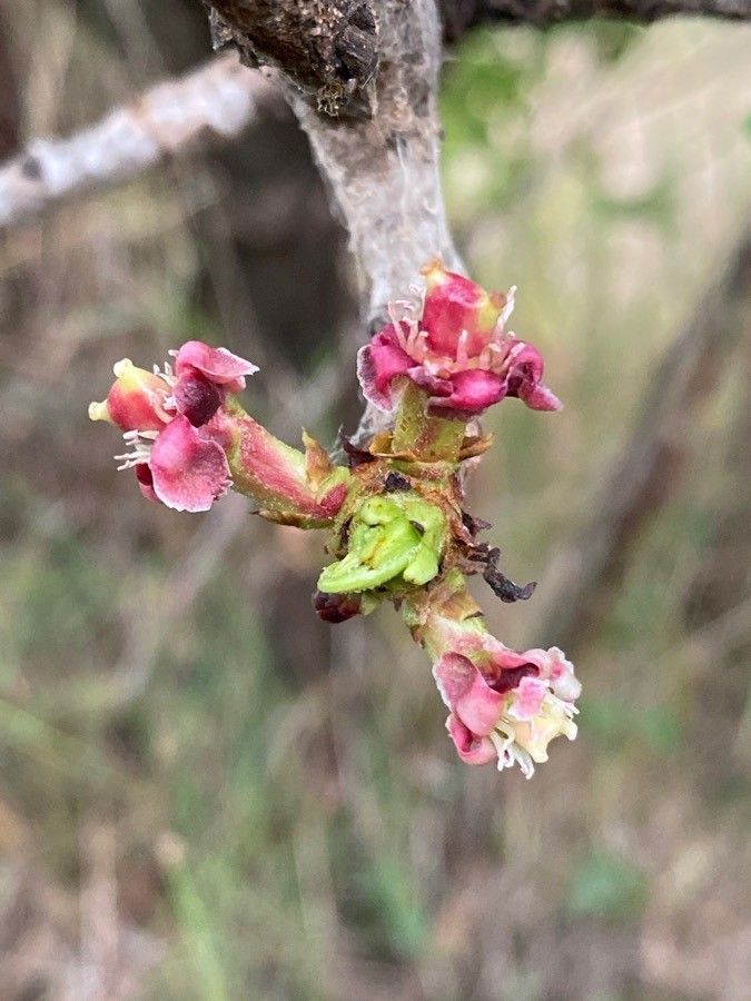 Sclerocarya birrea flower