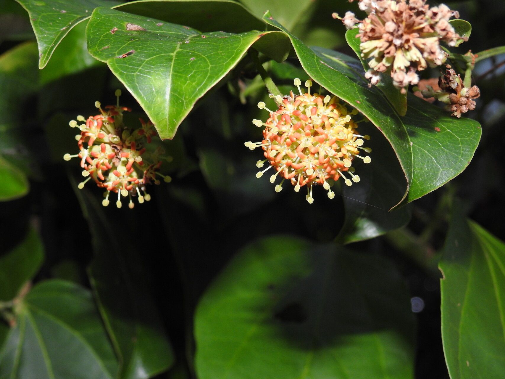 Uncaria guianensis flower