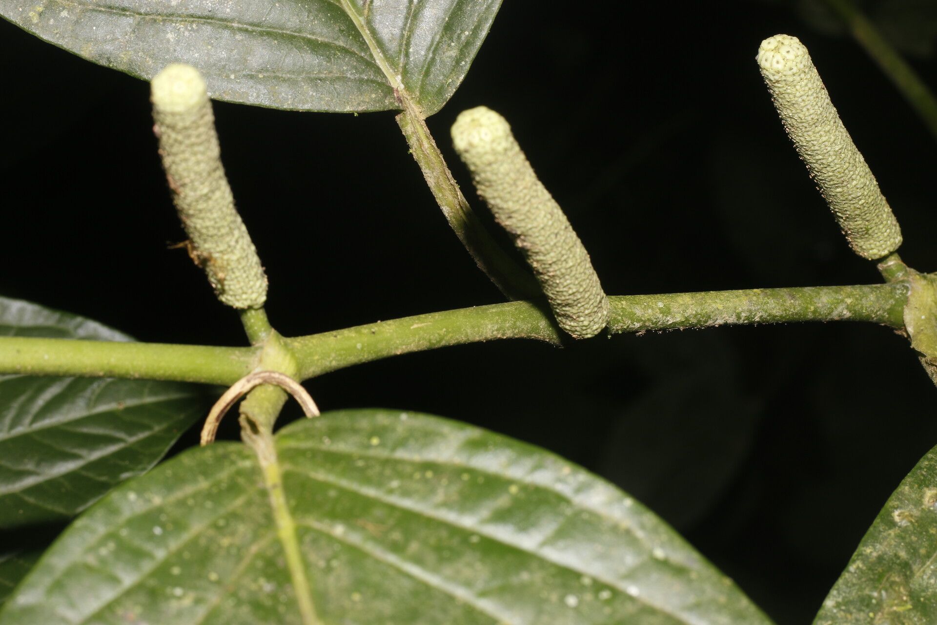 Piper sublineatum bark