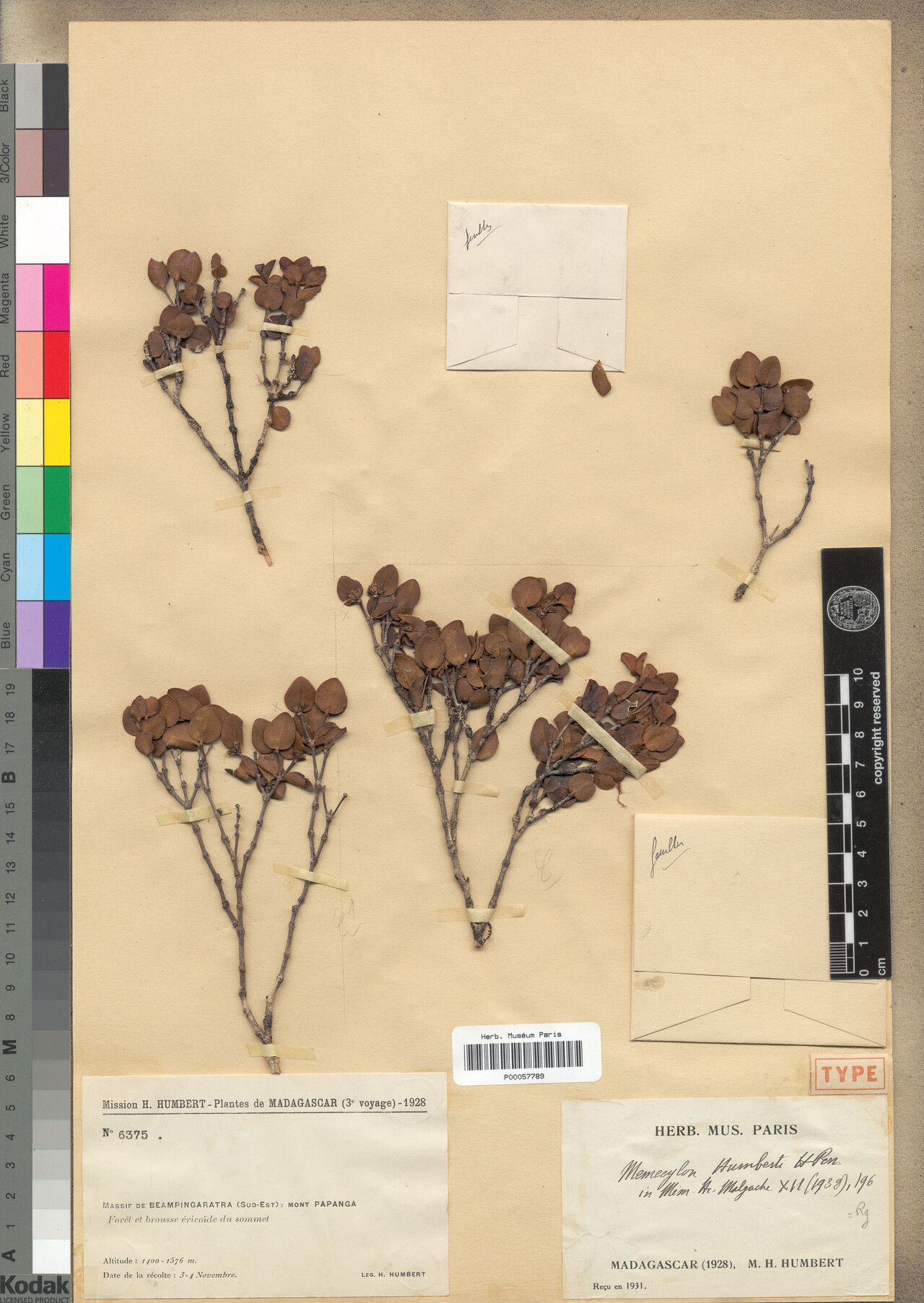 Memecylon humbertii — houseplant care guide