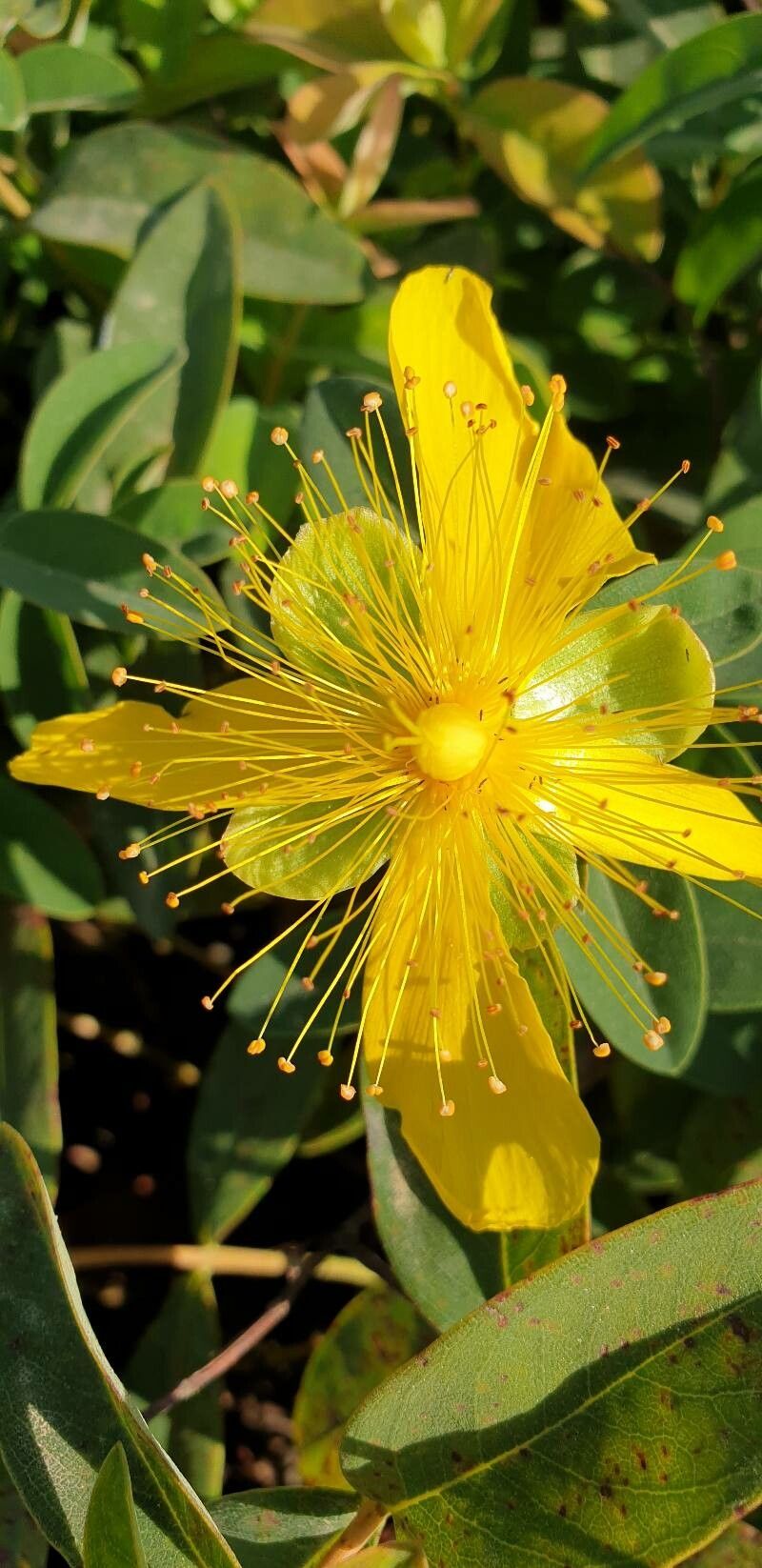Hypericum hircinum flower