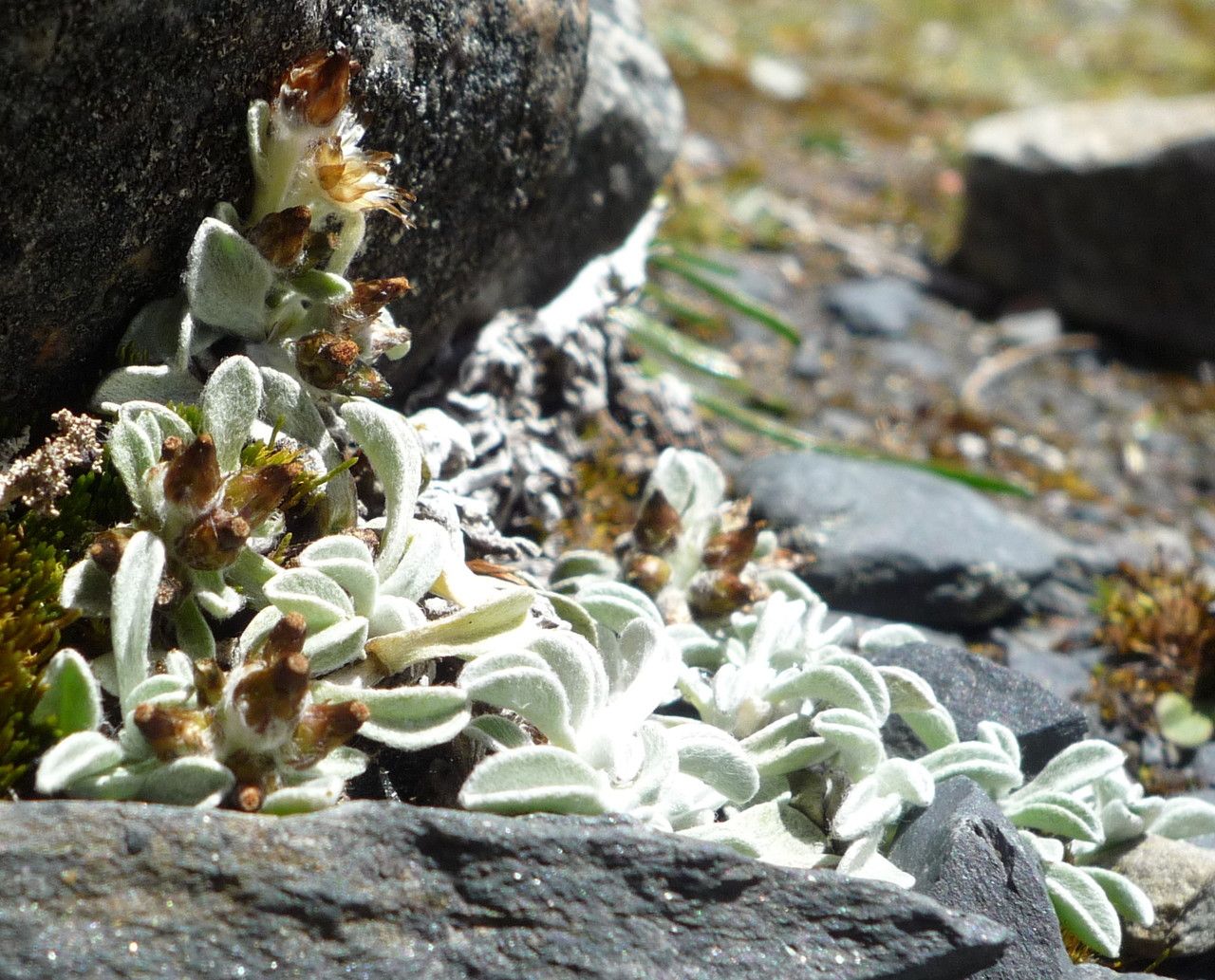 Mniodes piptolepis habit