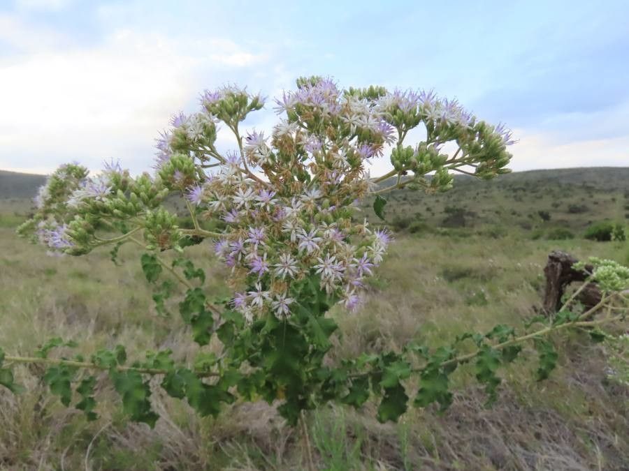 Baccharoides lasiopus flower
