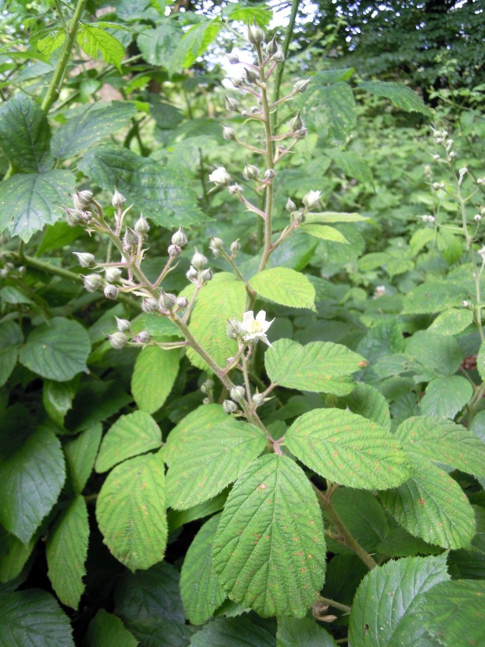 Rubus longithyrsiger other