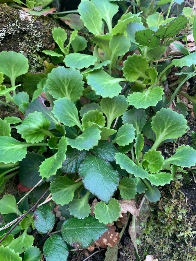 Saxifraga spathularis leaf
