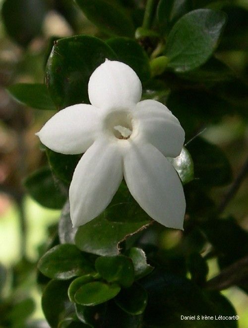 Psychotria bourailensis flower