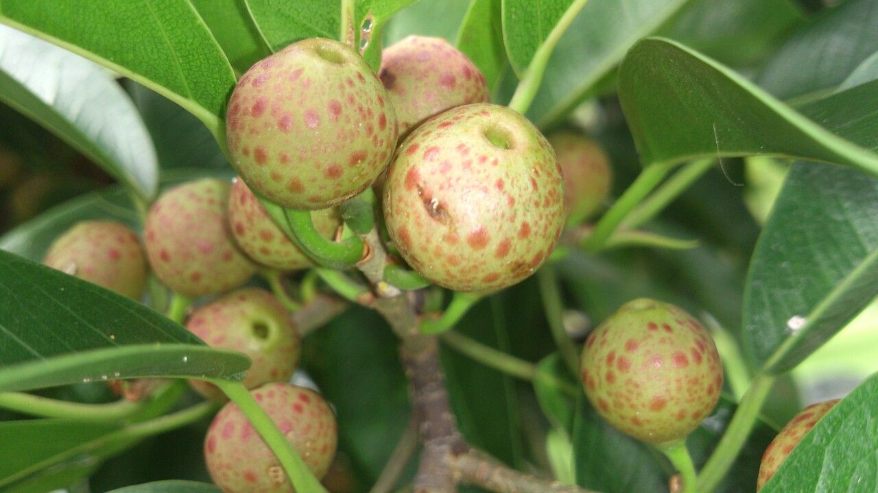 Ficus pertusa fruit