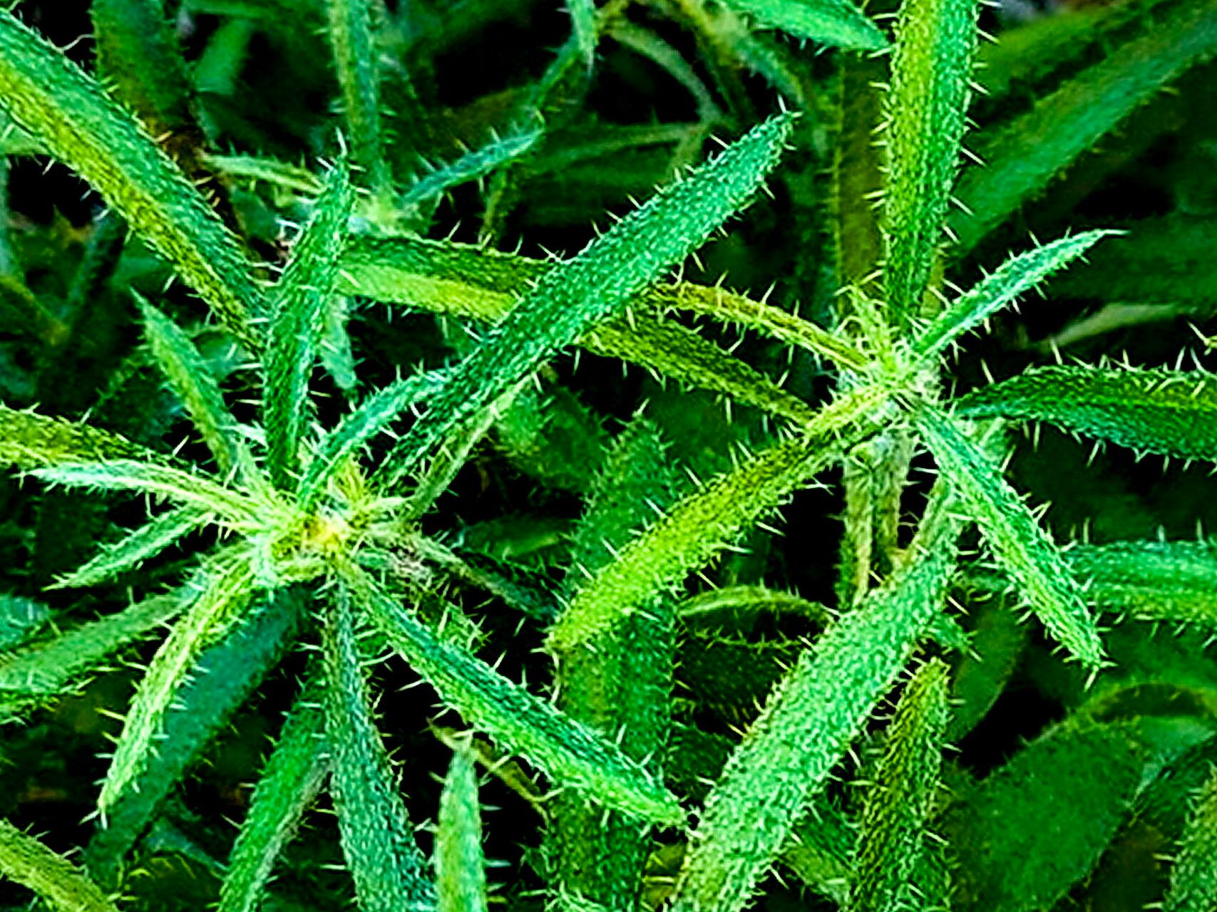 Johnstonella racemosa — search result for 'Johnstonella'
