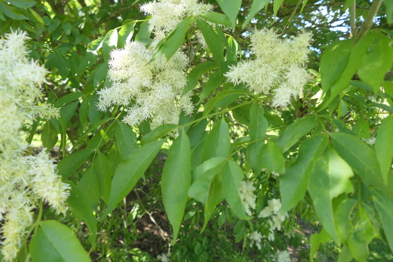 Fraxinus floribunda — search result for 'Fraxinus'