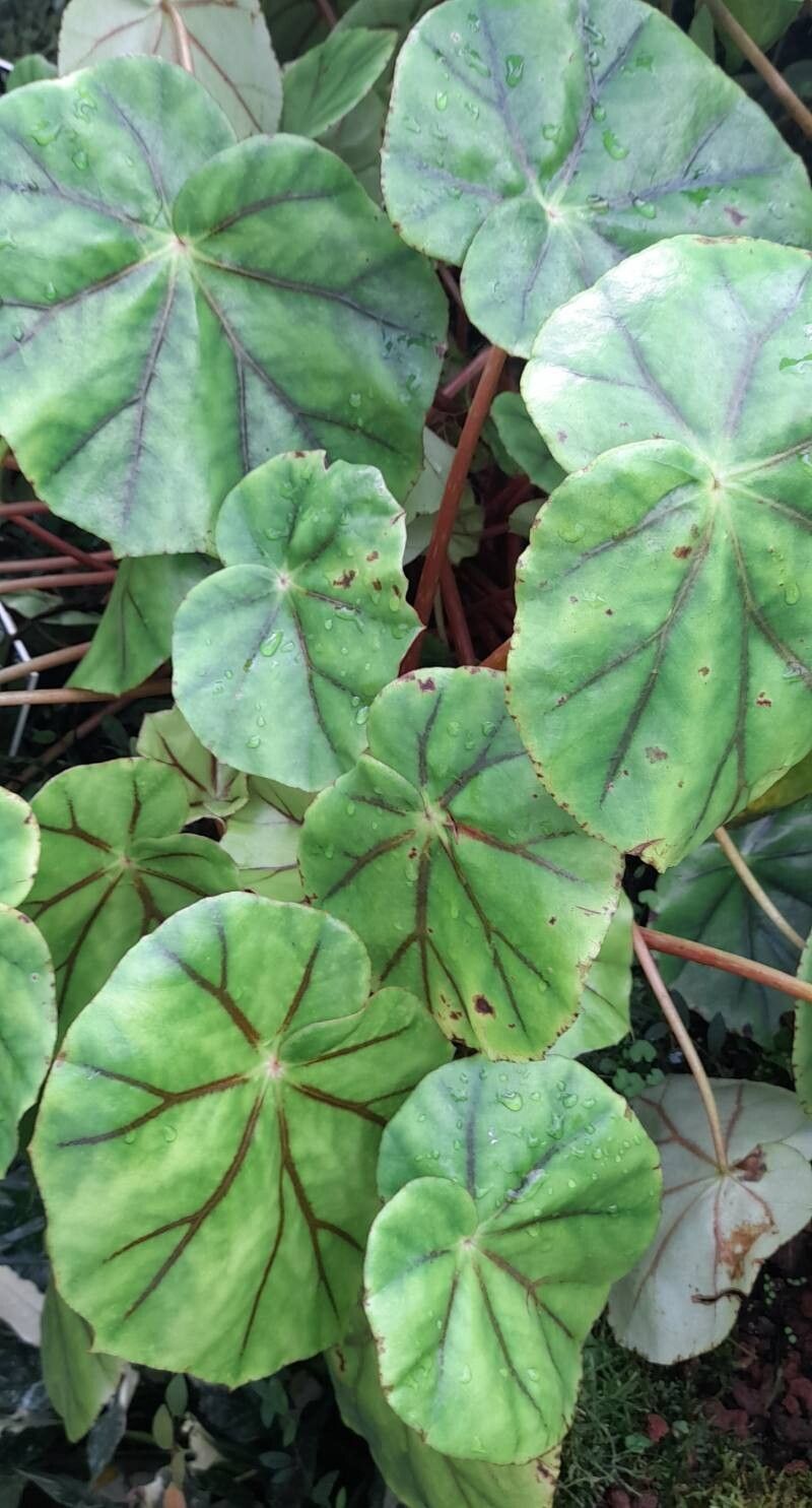 Begonia glandulosa habit