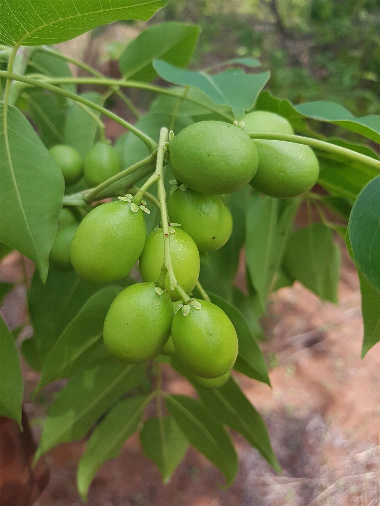 Poupartia silvatica fruit