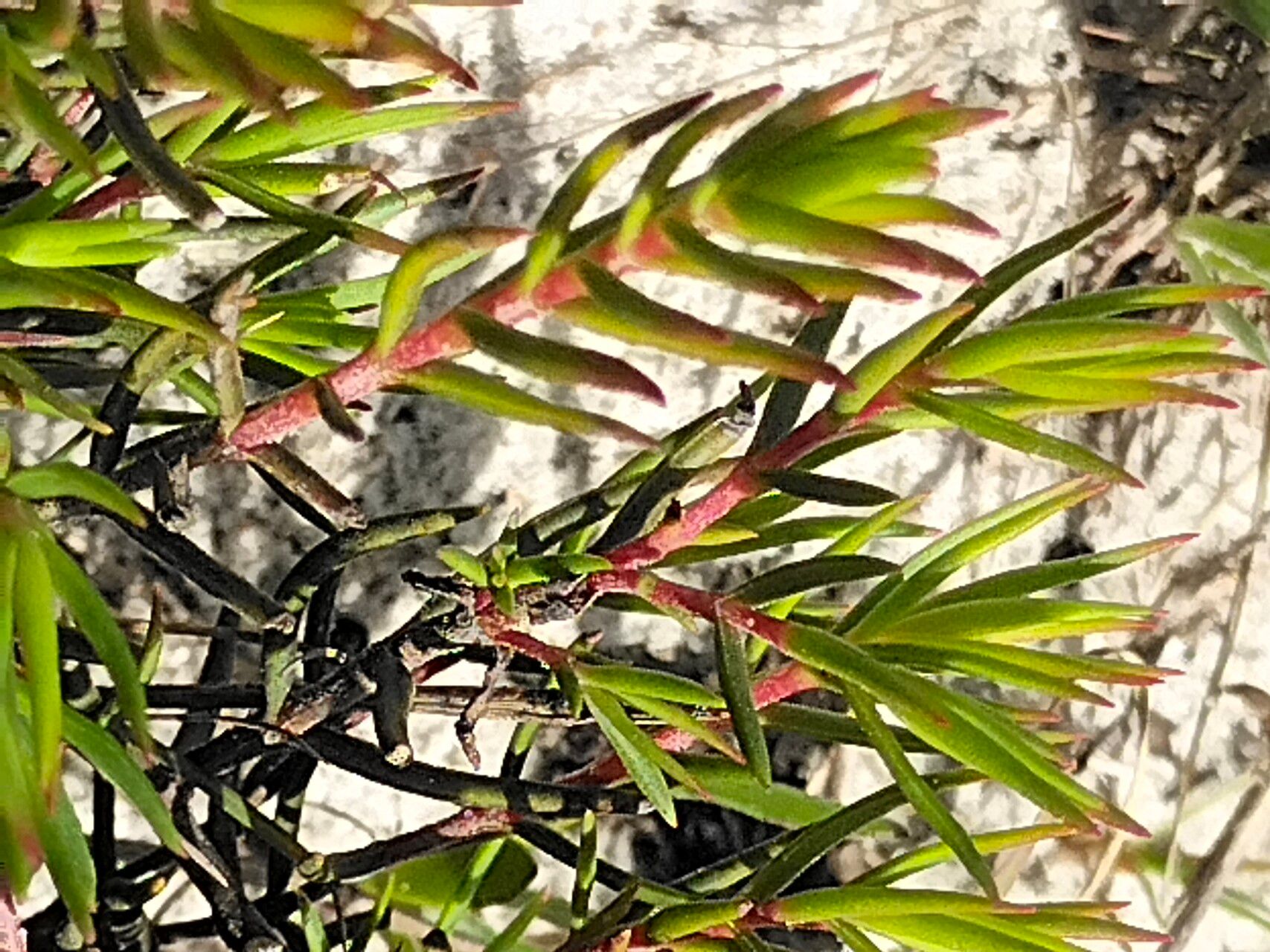 Crassula subulata bark