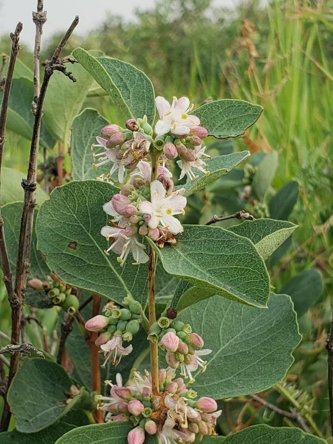 Symphoricarpos occidentalis flower
