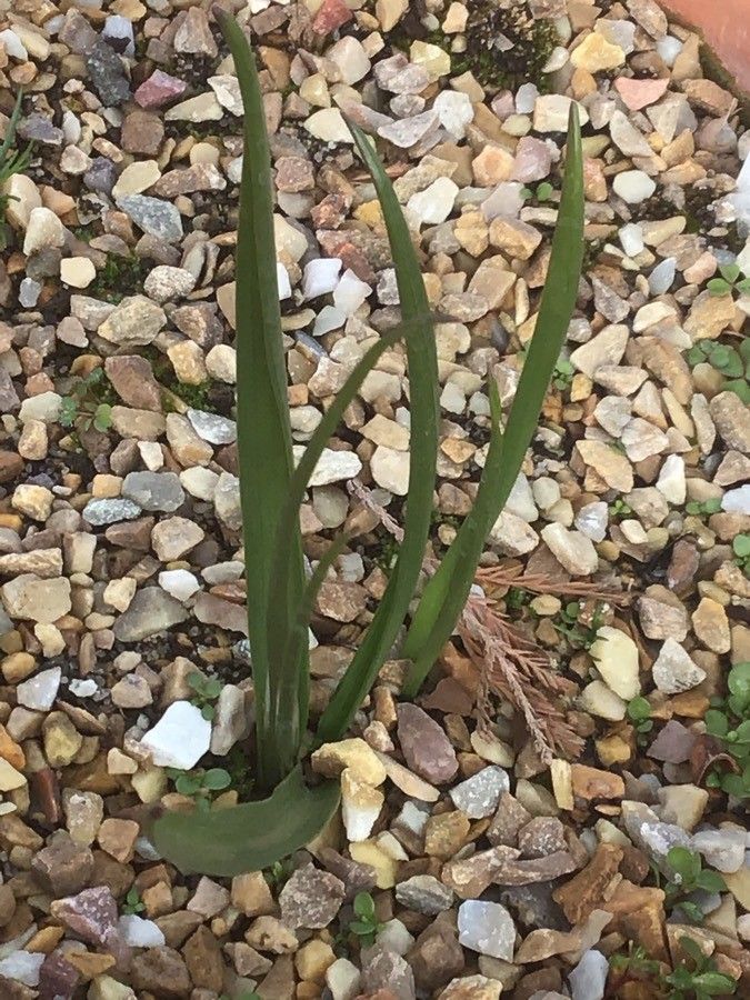 Colchicum lusitanum — search result for 'Crocus'