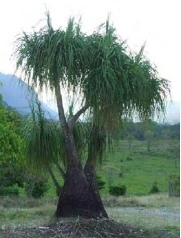 Beaucarnea hiriartiae leaf
