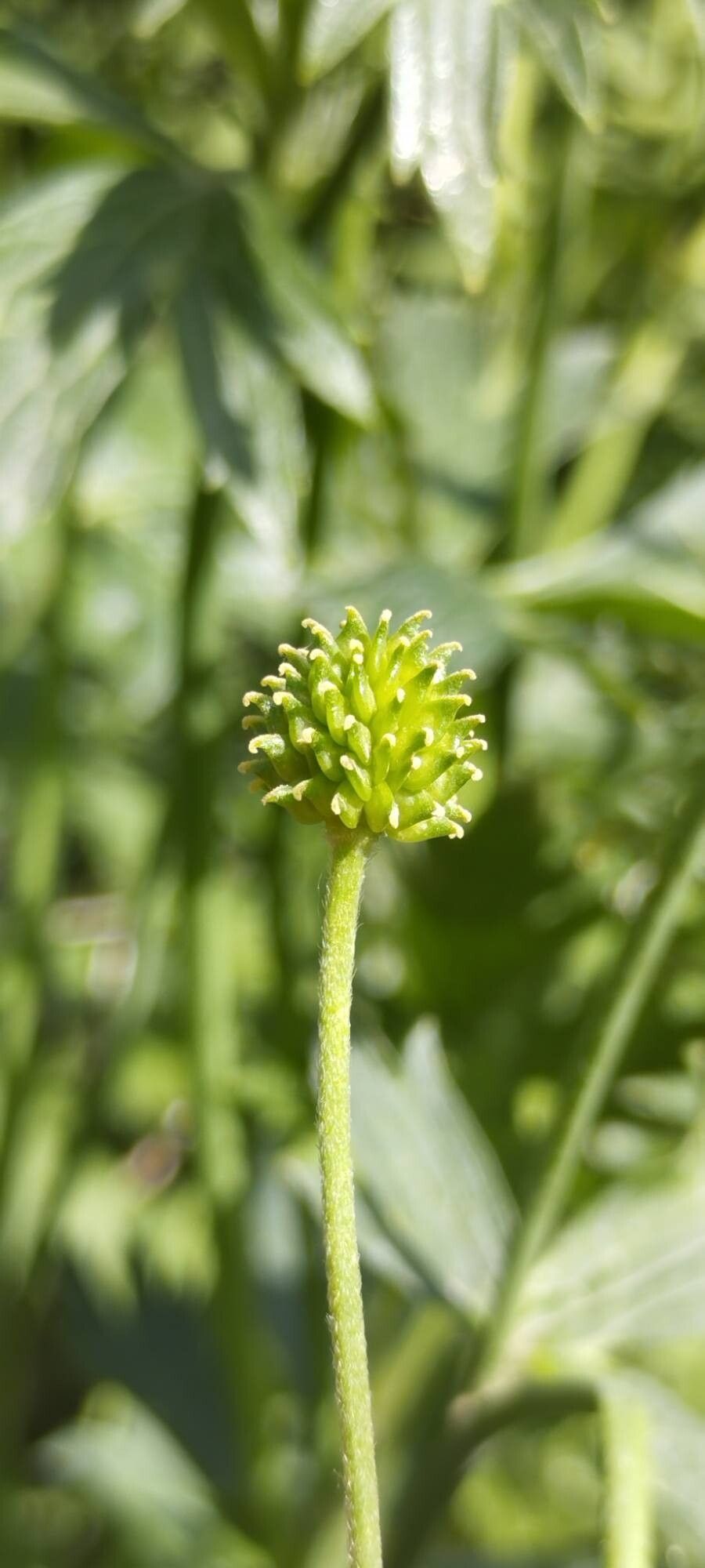 Ranunculus distans fruit
