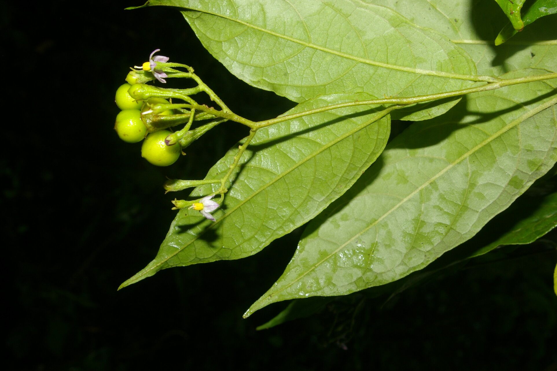 Solanum celsum flower