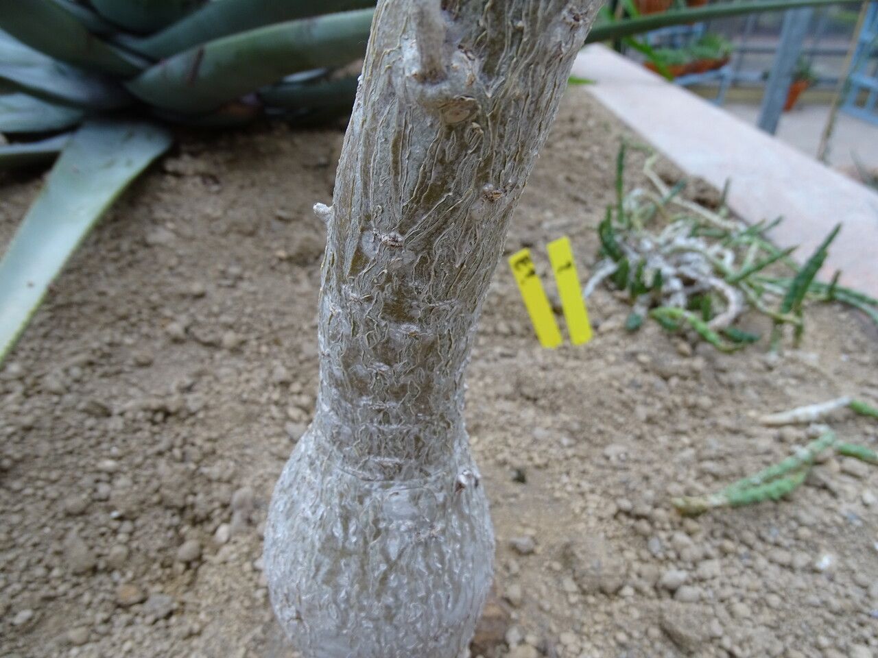 Uncarina roeoesliana bark