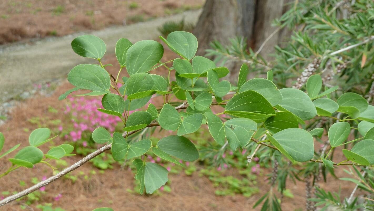 Bauhinia lunarioides — search result for 'Bauhinia'