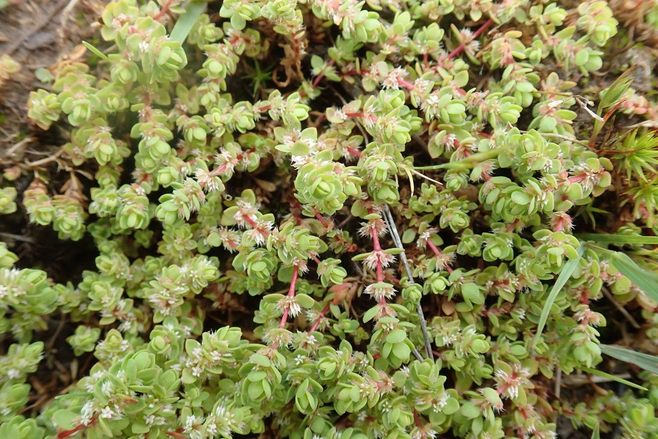 Illecebrum verticillatum leaf