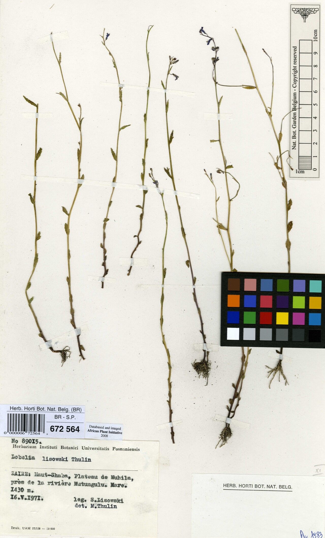 Lobelia lisowskii — houseplant care guide