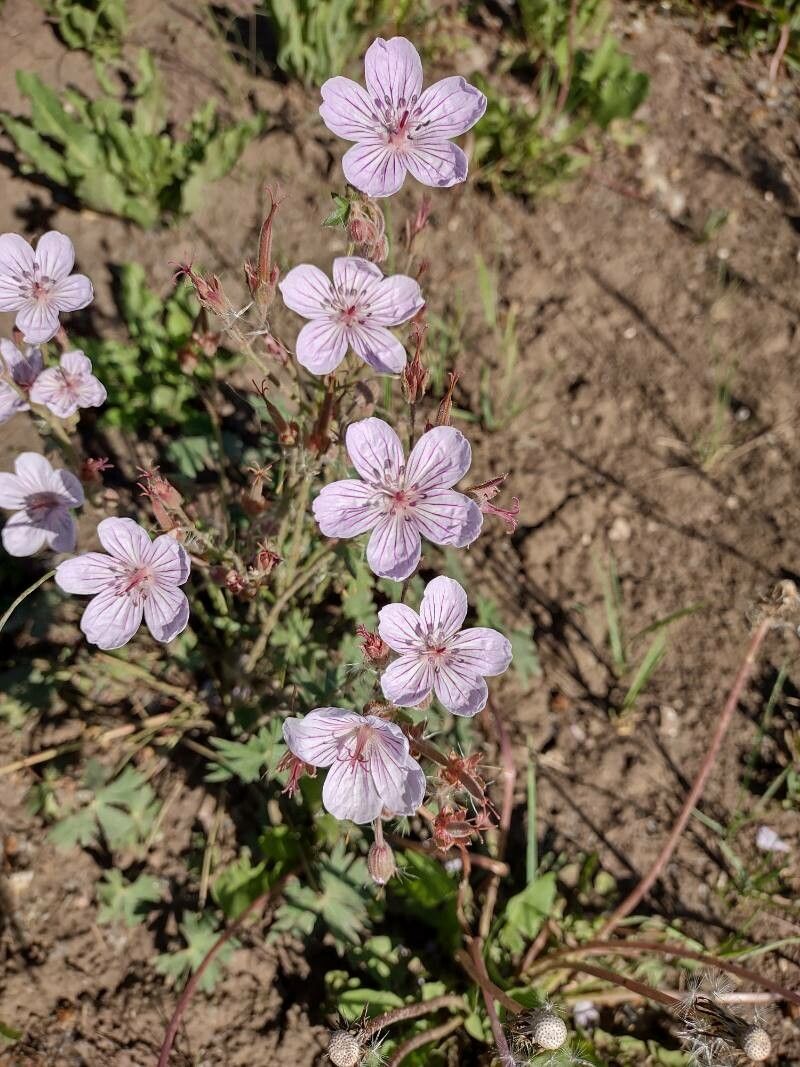 Geranium viscosissimum flower