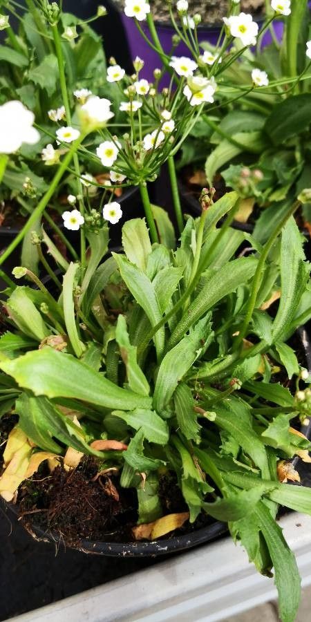 Androsace septentrionalis — search result for 'Primulaceae'